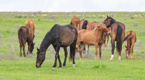 At yeşil bir çayır üzerinde yaz aylarında Otlanmış.