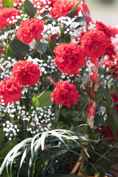 Rote Nelkenblüten Sind Ein Toller Strauß — Stockfoto