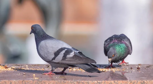 Wildes Graublau Großaufnahme Sitzend Auf Verschwommenem Hintergrund — Stockfoto