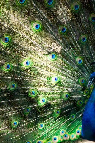 Pájaro Pavo Real Extendió Hermosa Cola Pavo Real Pájaro Natural — Foto de Stock