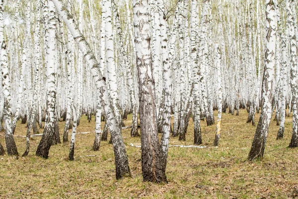 Árboles Abedul Bosque Hierba Primavera Temprana Paisaje Bosque Área — Foto de Stock