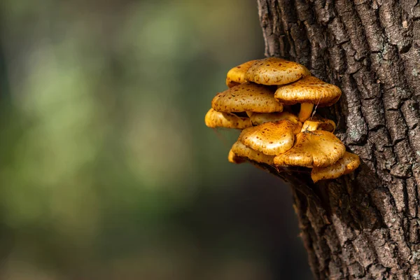 Paesaggio Autunnale Funghi Vecchio Ceppo — Foto Stock