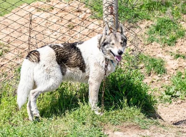 Köpek Avcılık Doğa Yeşil Alan Yaz — Stok fotoğraf