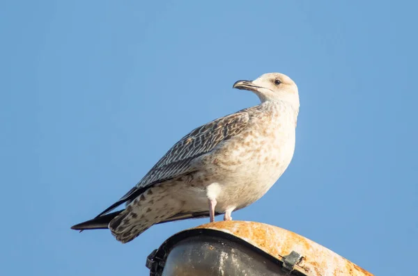White Seagulls Sitting Light Pole — Stock Photo, Image