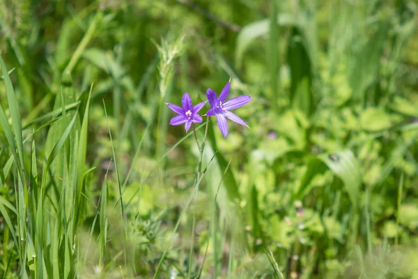 Kék Virág Harangvirág Zöld — Stock Fotó