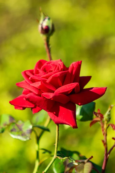 Die Rose Schöne Blume Nahaufnahme Sommer Landschaft Verschwommen Grünen Hintergrund — Stockfoto