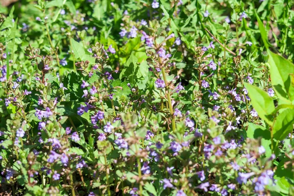 Fiori Viola Menta Profumata Nell Erba Verde — Foto Stock