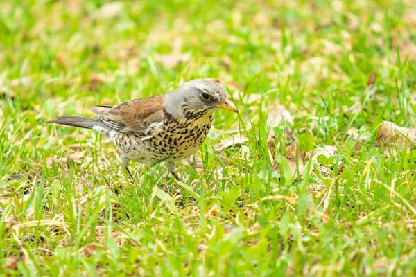 Singdrossel Grünen Gras Natur Vögel Westa — Stockfoto