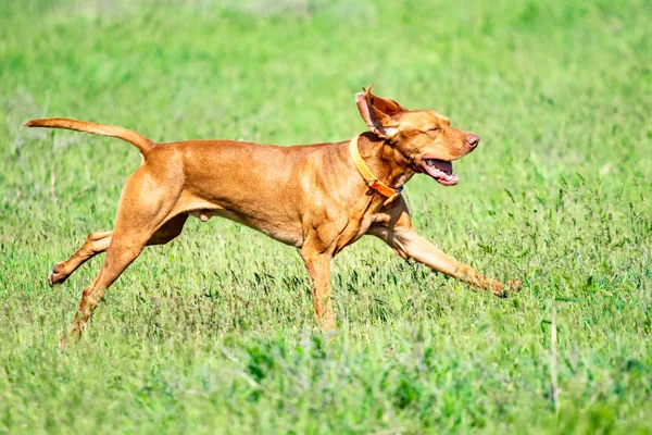 Der Jagende Rote Hund Läuft Auf Einem Grünen Gras Sommergrüne — Stockfoto