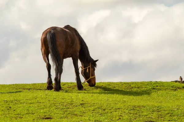 Horse in a green meadow against a blue sky