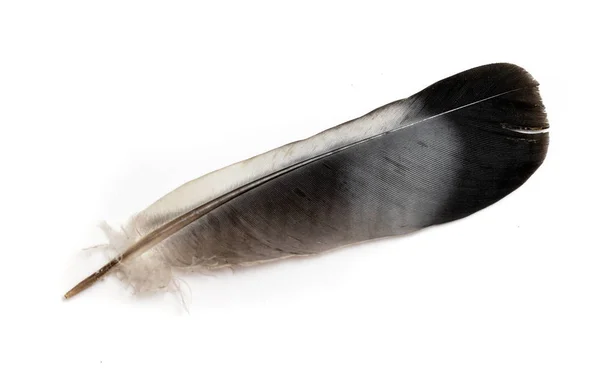 Feather Bird White Background — Stock Photo, Image