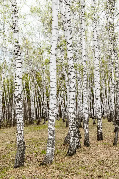 Björk Träd Skogs Gräs Tidig Vår Landskap Skogsområde — Stockfoto