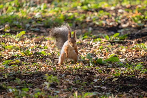 Eekhoorn Het Herfstbos Park — Stockfoto