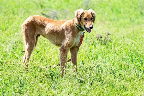 Hond Jagen Natuurgroen Veld Zomer — Stockfoto