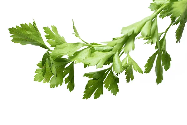 Kruidige Groene Planten Geïsoleerd Een Witte Achtergrond Peterselie — Stockfoto