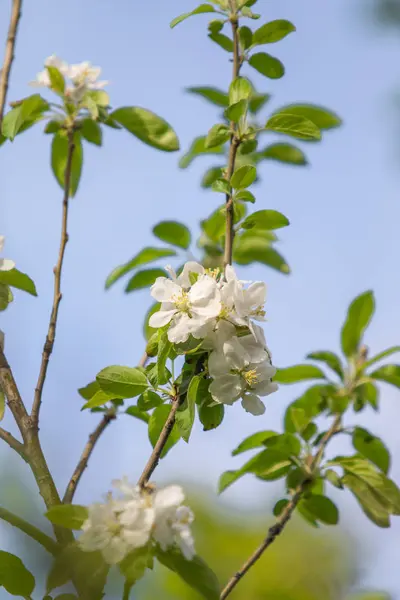 Flores Blancas Manzano Con Hojas Verdes Contra Cielo Borroso — Foto de Stock