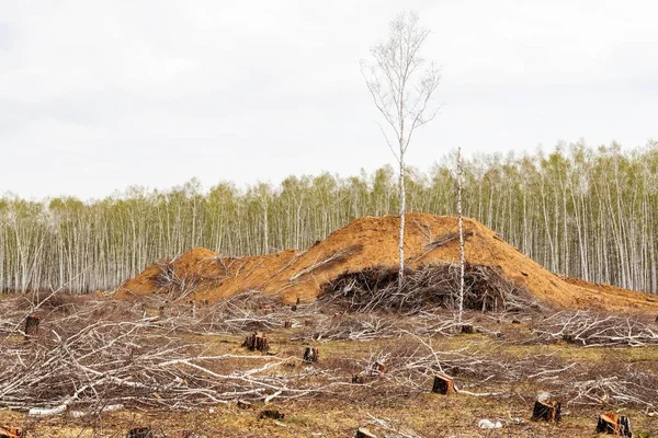 Birk Baggrund Fældet Skov Skyer Himlen Ødelæggelse Naturens Økologi - Stock-foto