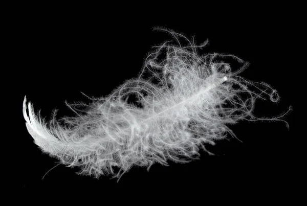 White Swan Feather Black Background Air Abstract White Feathers Floating — Stock Photo, Image