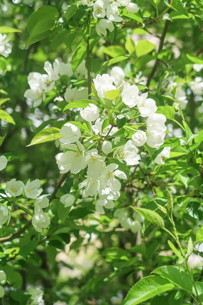 White Flowers Apple Cherry Blue Sky Nature Spring — Stock Photo, Image