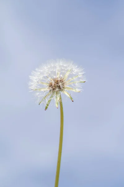 Λευκό Αφράτο Λουλούδι Πικραλίδα Θολή Φόντο — Φωτογραφία Αρχείου