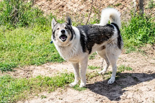 Hond Jagen Natuurgroen Veld Zomer — Stockfoto