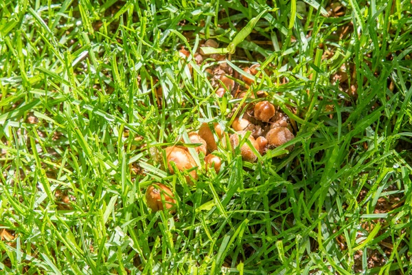 Mushrooms Green Grass Rain Sun — Stock Photo, Image