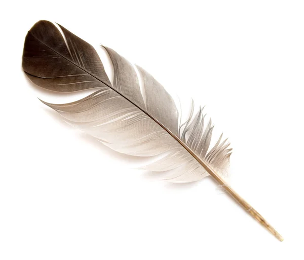 Feather Bird White Background — Stock Photo, Image