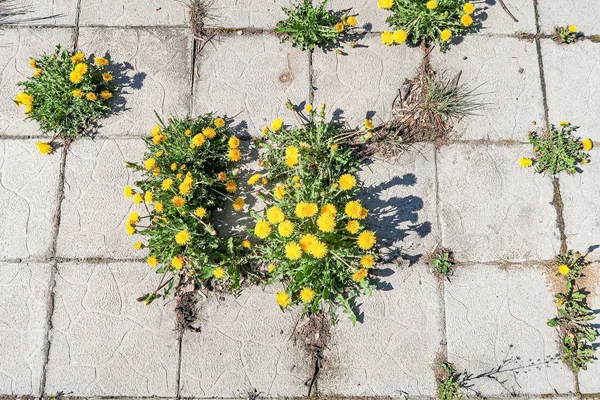 Blocchi Pietra Fiori Tarassaco Erba Sfondo Della Vecchia Strada — Foto Stock