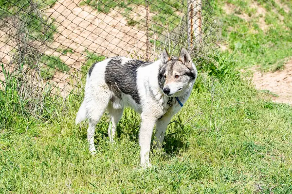 Köpek Avcılık Doğa Yeşil Alan Yaz — Stok fotoğraf