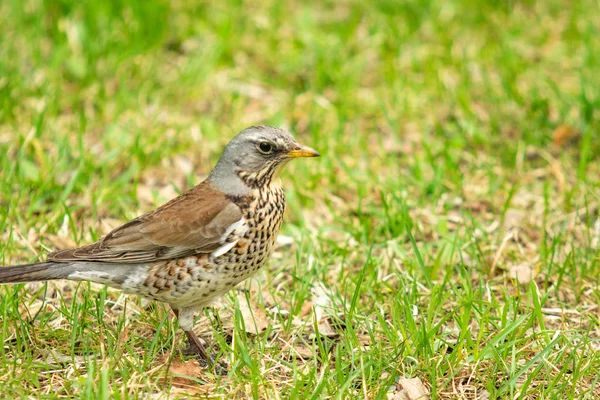 Song Thrush Green Grass Nature Birds Westa — Stock Photo, Image