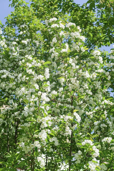 White Flowers Apple Cherry Blue Sky Nature Spring — Stock Photo, Image