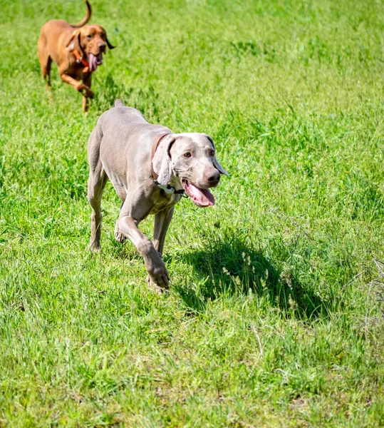 Köpek avcılık, doğa yeşil alan yaz.