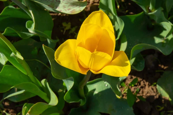 Tulipa Flores Contra Céu Azul Vista Inferior Vermelho Branco Amarelo — Fotografia de Stock