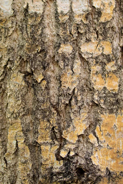 Textura Casca Árvore Fundo Madeira Cinza — Fotografia de Stock