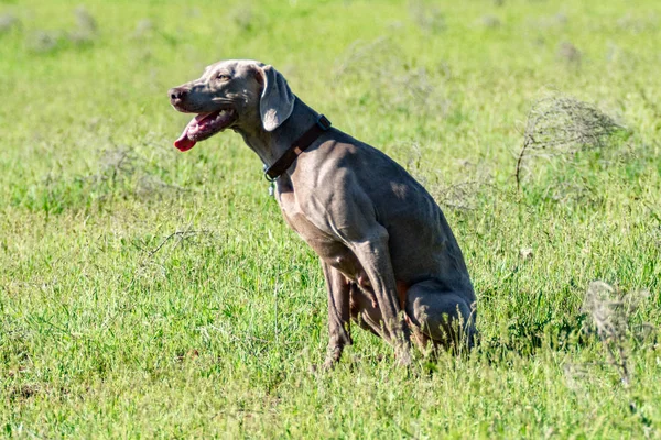 Hond Jagen Natuurgroen Veld Zomer — Stockfoto