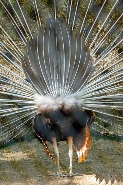 孔雀鸟展开美丽的尾巴 自然鸟孔雀 — 图库照片