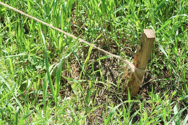 Wooden Stake Ground Rope Green Grass — Stock Photo, Image