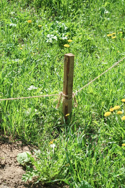 Holzpfahl Boden Mit Einem Seil Grünen Gras — Stockfoto