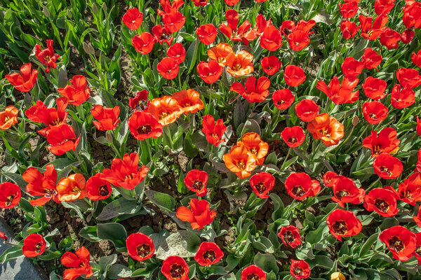 Flowers red tulips, field of flowers, spring landscape.