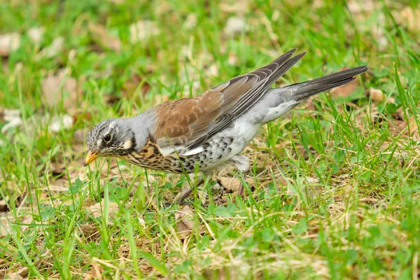 Singdrossel Grünen Gras Natur Vögel Westa — Stockfoto