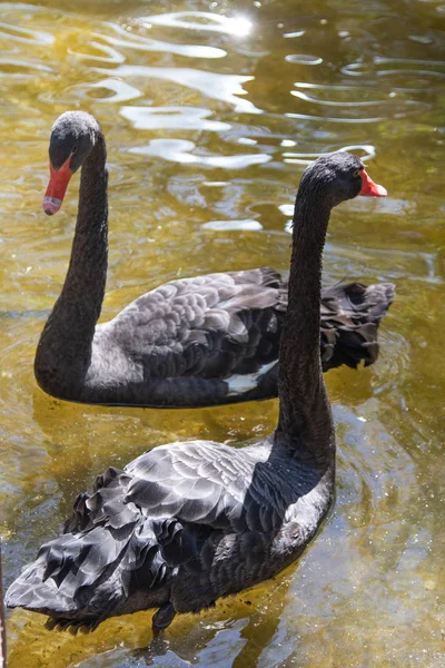 Siyah Kuğu Suda Yüzerler Yaz Gölet — Stok fotoğraf