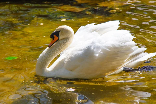 Cisne Branco Nada Água Lagoa Verão — Fotografia de Stock