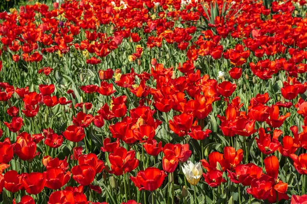 Blumen Rote Tulpen Blumenfeld Frühlingslandschaft — Stockfoto