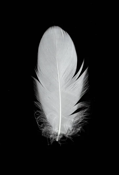 Bílé Labutí Pírko Černém Pozadí Vzduchu Abstraktní Bílé Peří Vznášející — Stock fotografie