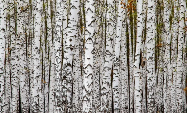 Struttura Forestale Betulle Bianche Come Sfondo — Foto Stock