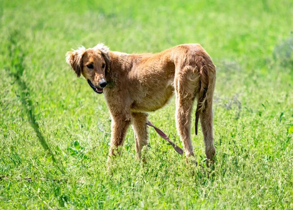 Hundejagd Natur Grüne Wiese Sommer — Stockfoto