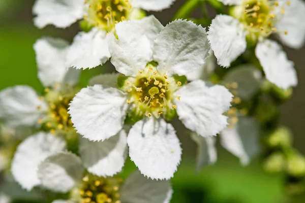 Flowers White Cherry Green Leaves Tree — Stock Photo, Image