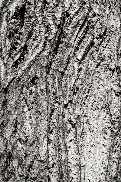 Текстура Деревянного Фона Коры Дерева — стоковое фото