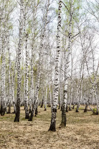 Björk Träd Skogs Gräs Tidig Vår Landskap Skogsområde — Stockfoto