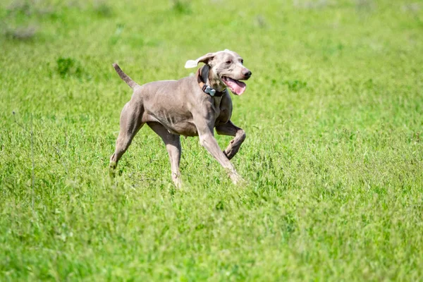 Chasse Chien Nature Verdoyant Été — Photo